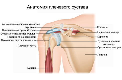 Эндопротезированию плечевого сустава в Киеве