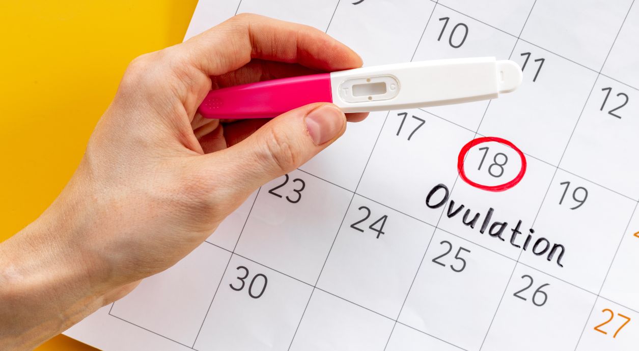 Як вирахувати овуляцію