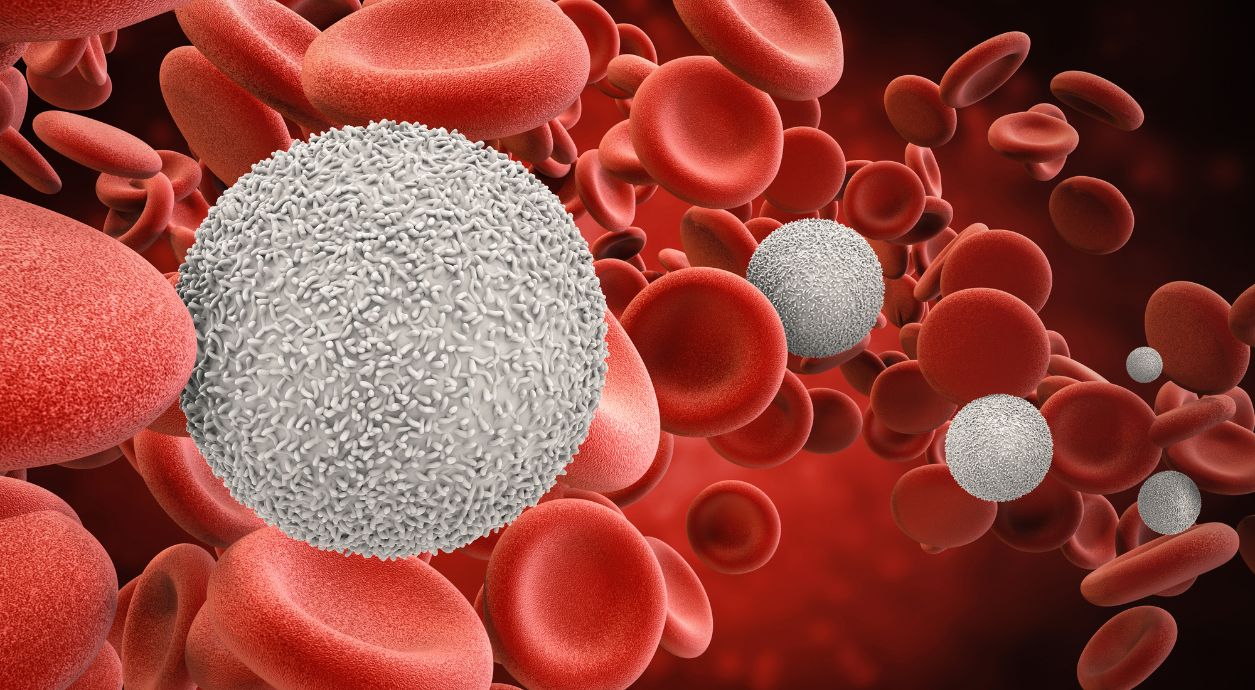 Де утворюються лейкоцити