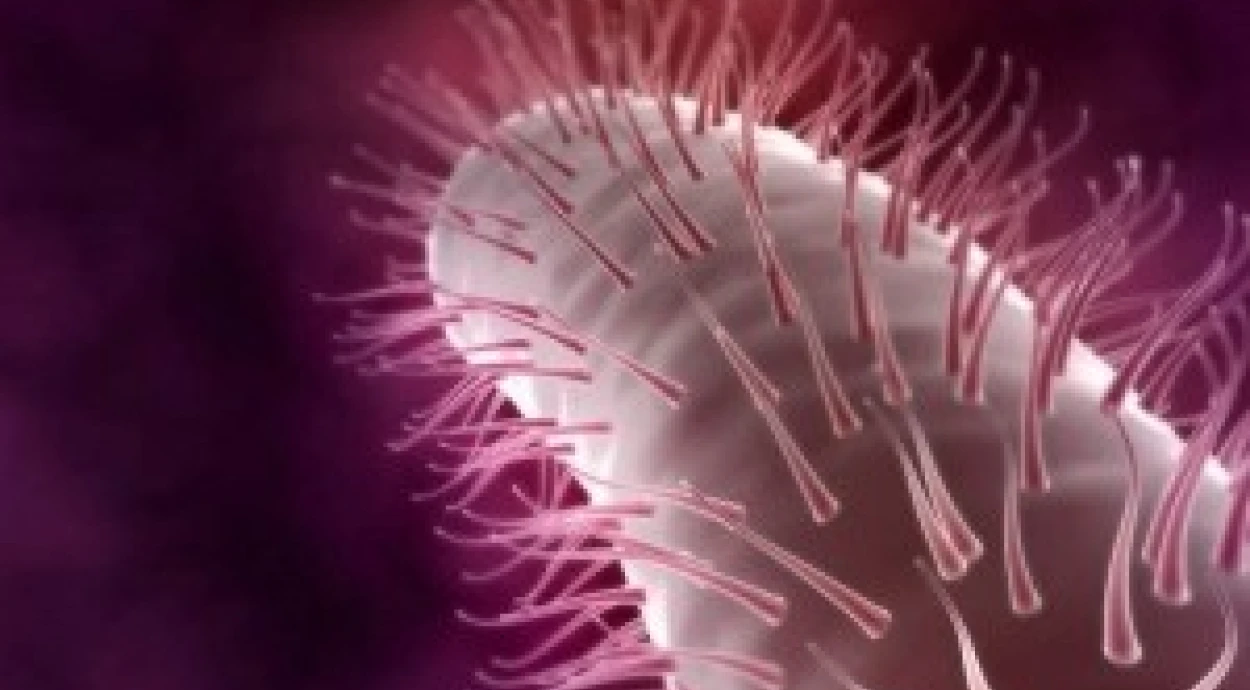 Что такое Helicobacter pylori и как она связана с заболеваниями желудочно-кишечного тракта?