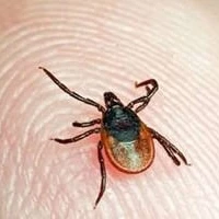 Действия при укусе клеща