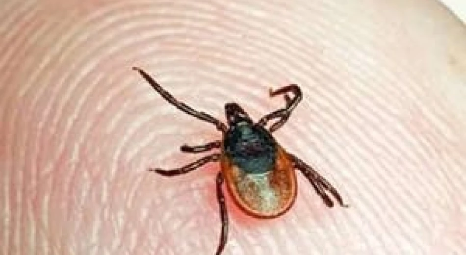 Действия при укусе клеща