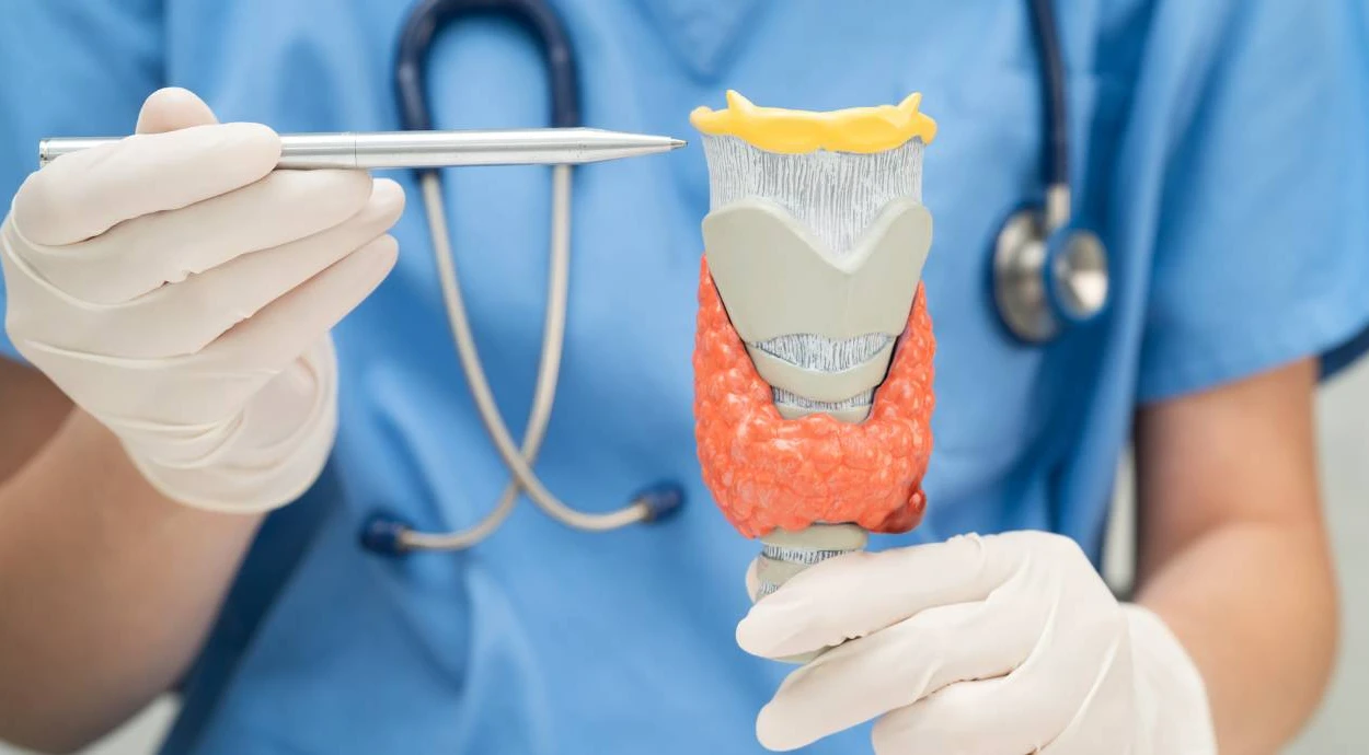 Что такое тиреотропный гормон: норма ТТГ у женщин, мужчин и детей