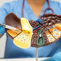 Какой врач лечит печень